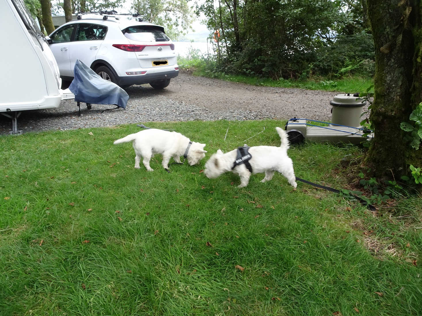 poppy the westie with archie at Luss