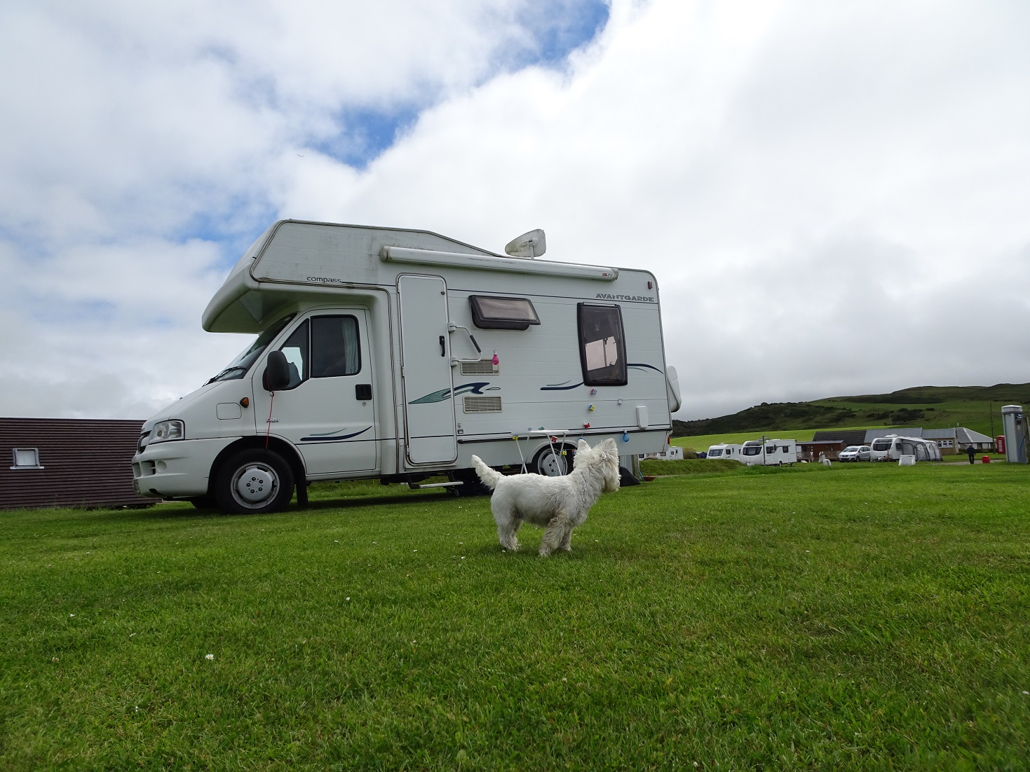 poppy the westie with betsy at Machrihanish