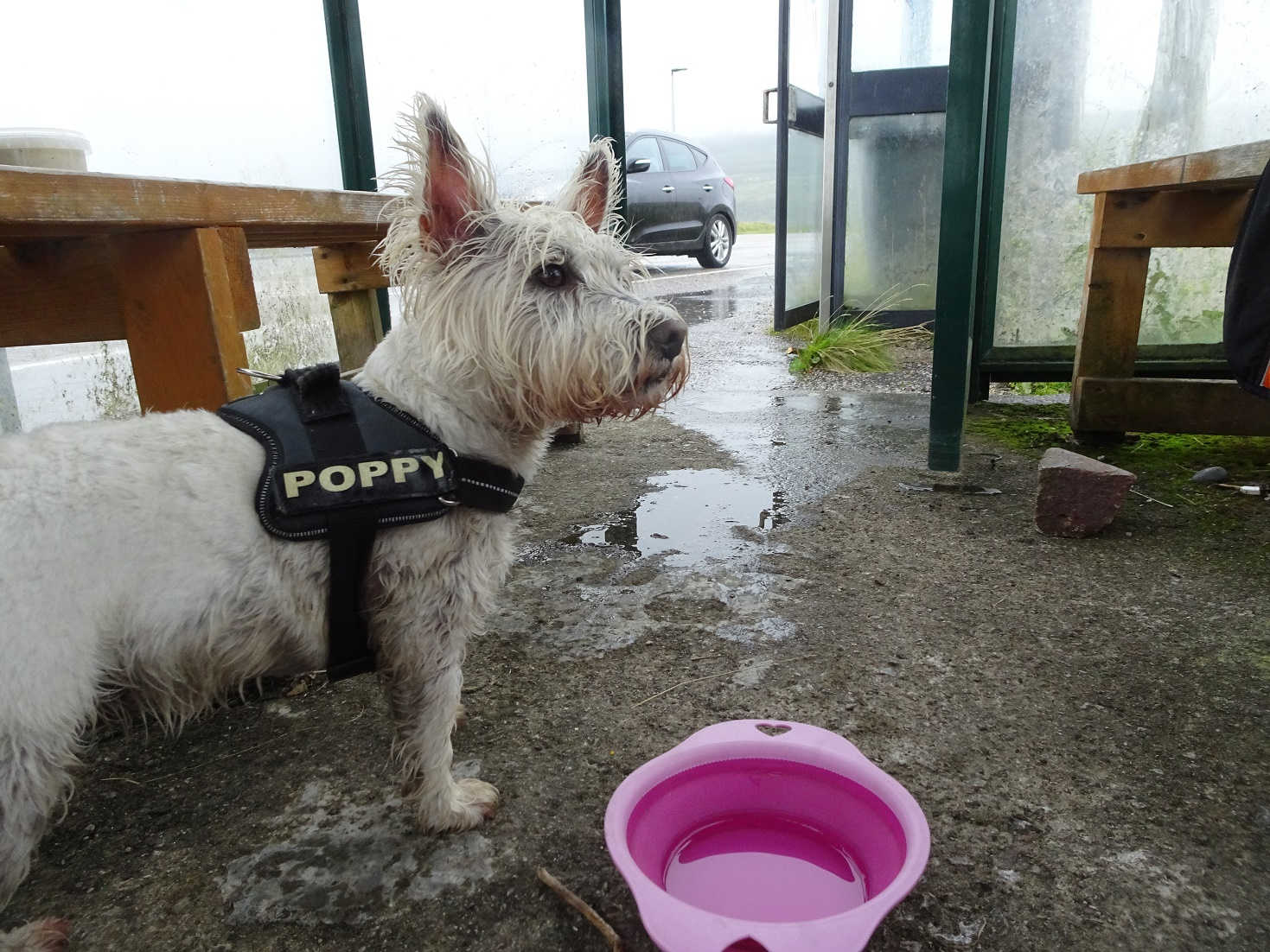 poppy the westie wringing at the ferry