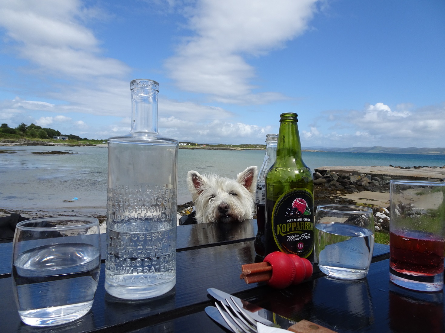 poppysocks comes for closer sniff at The Boathouse Gigha