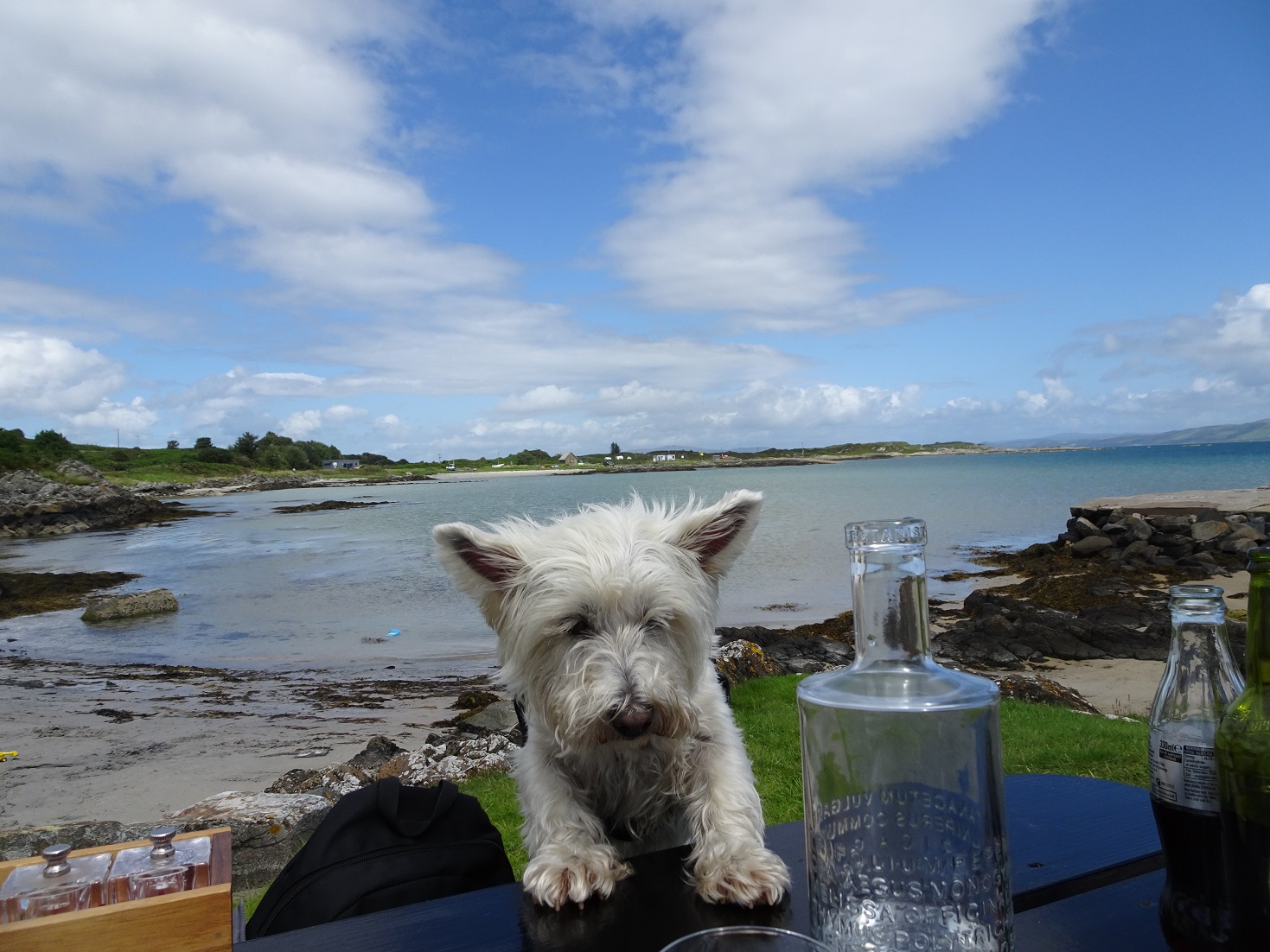 poppysocks comes up for dinner at The Boathouse Gigha