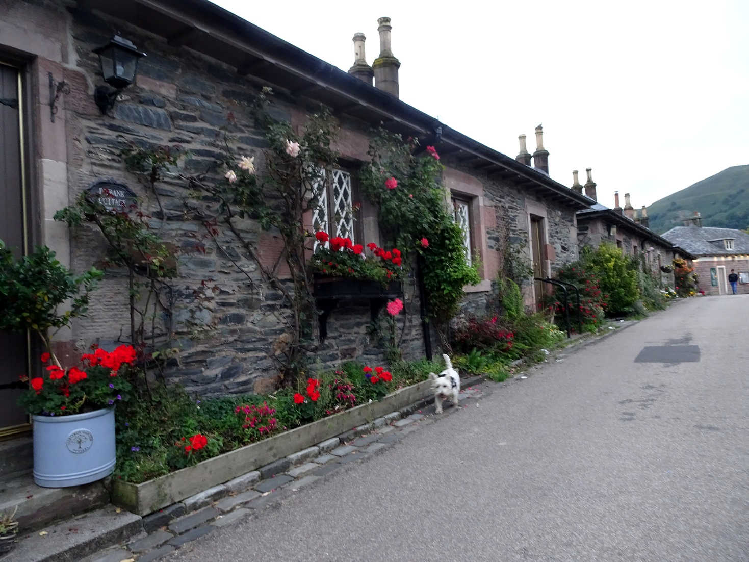 poppysocks going for after dinner stroll in Luss