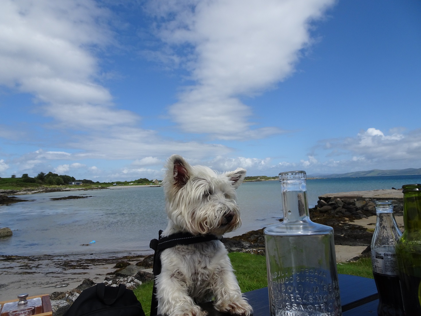 poppysocks is ready for dinner at The Boathouse Gigha