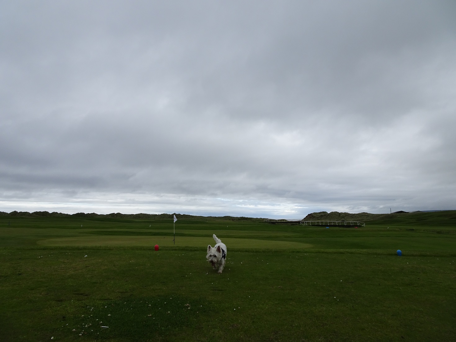 poppysocks on Machrihanish Golf course