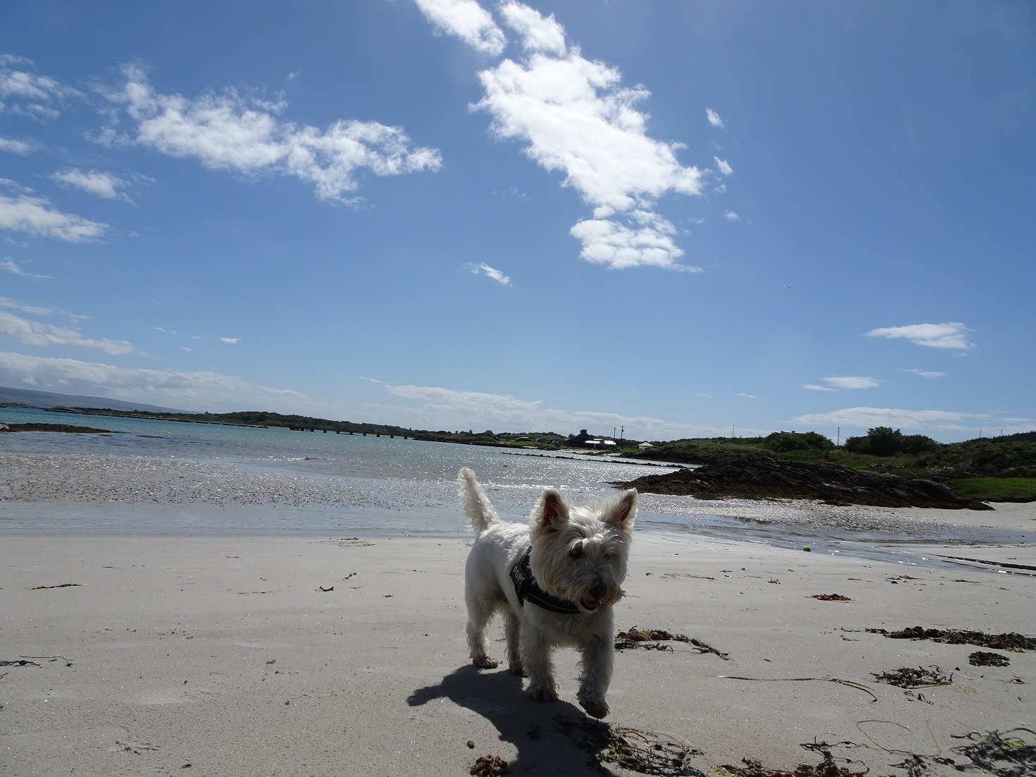 poppysocks on beach at Ardminish ferry beach Gigha