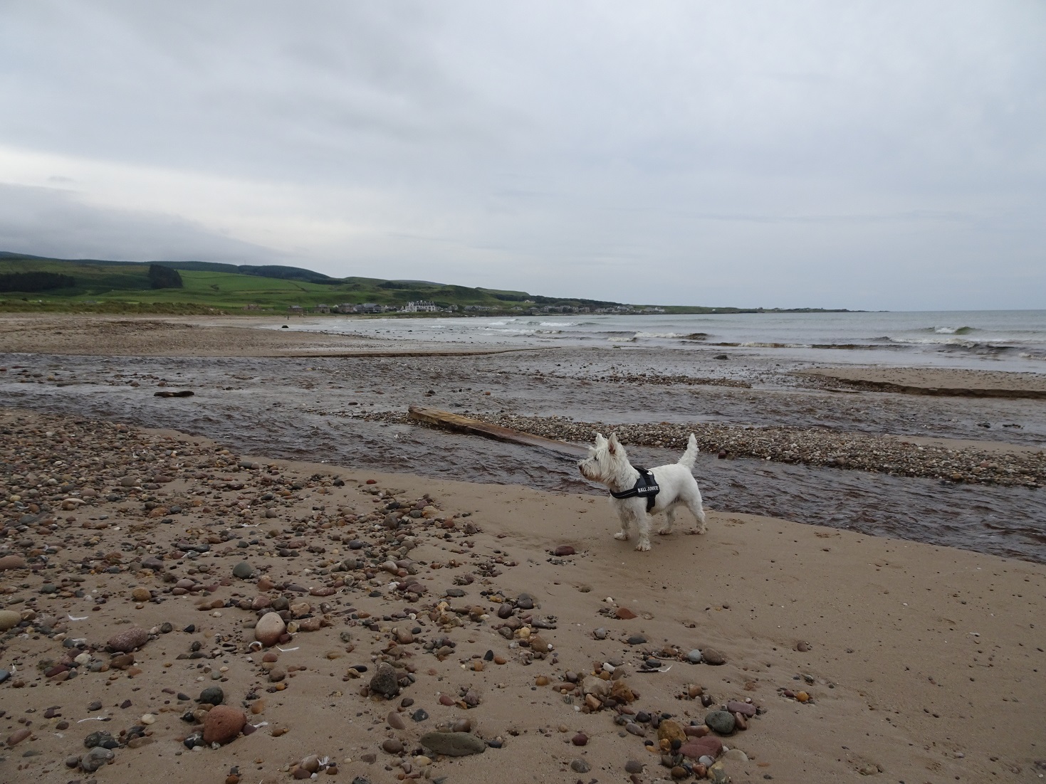 poppysocks on west port beach