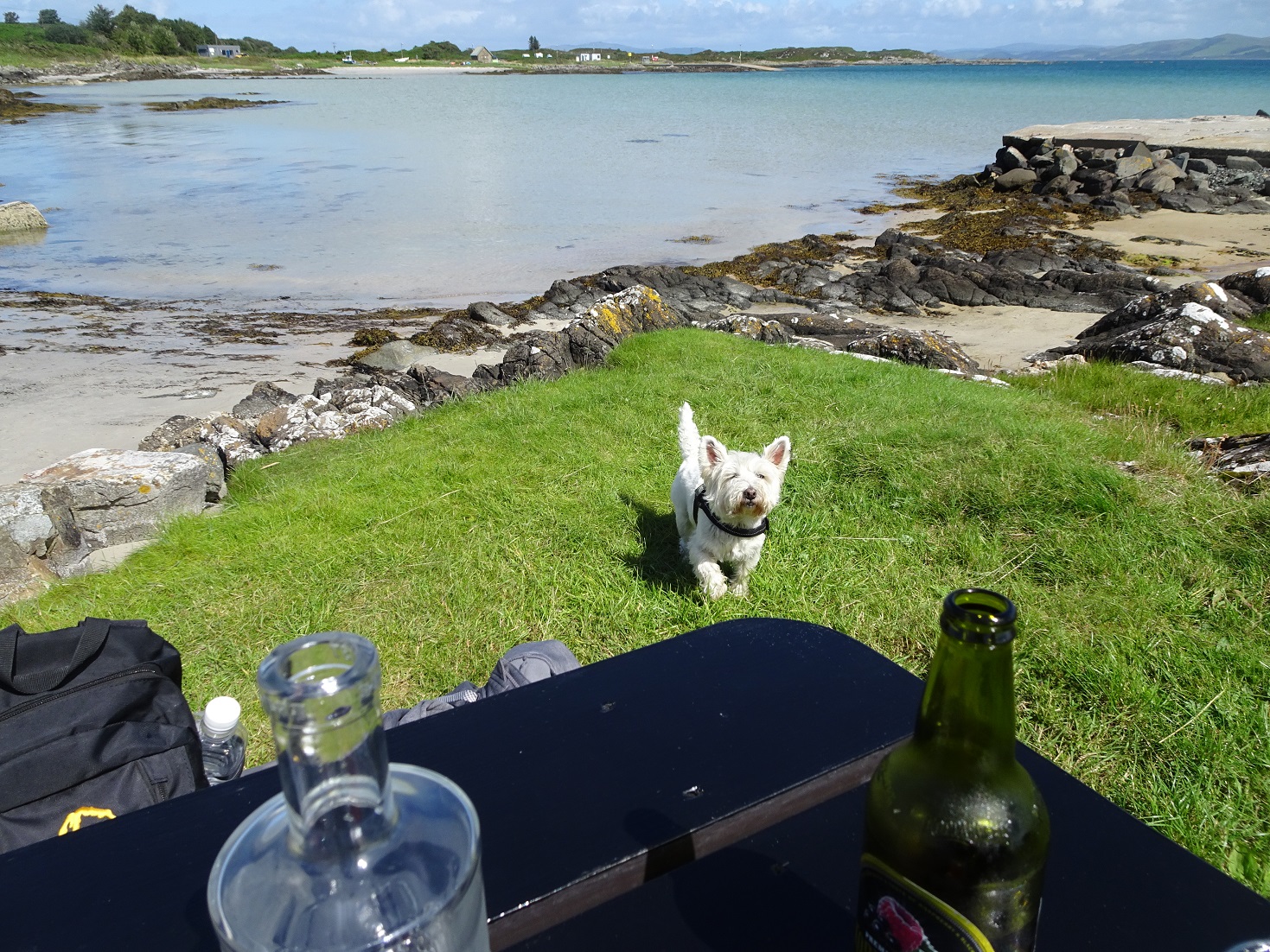 poppysocks smells lunch at The Boathouse Gigha