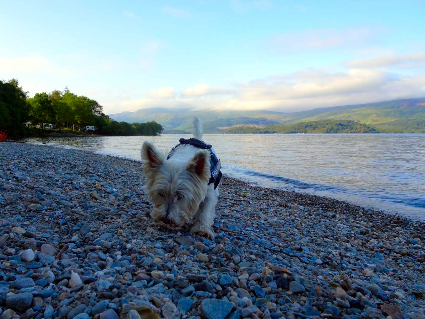 poppysocks sniffs out critters at Loch Lommond