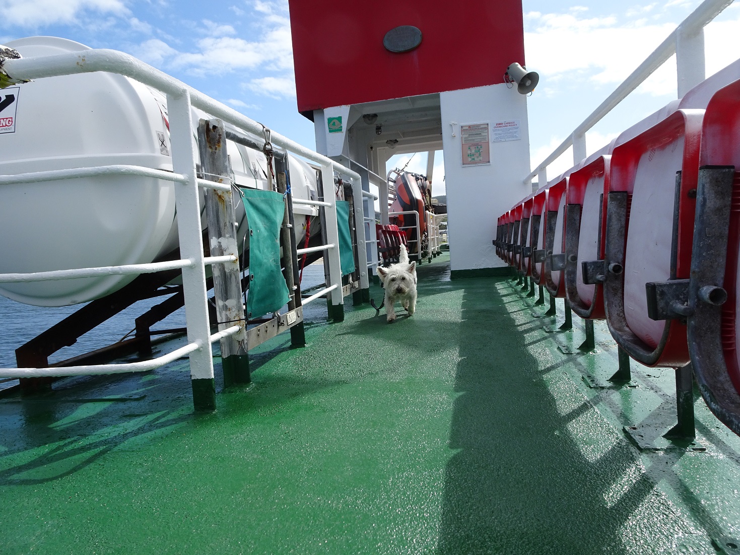 poppythe westie on the Gigha ferry