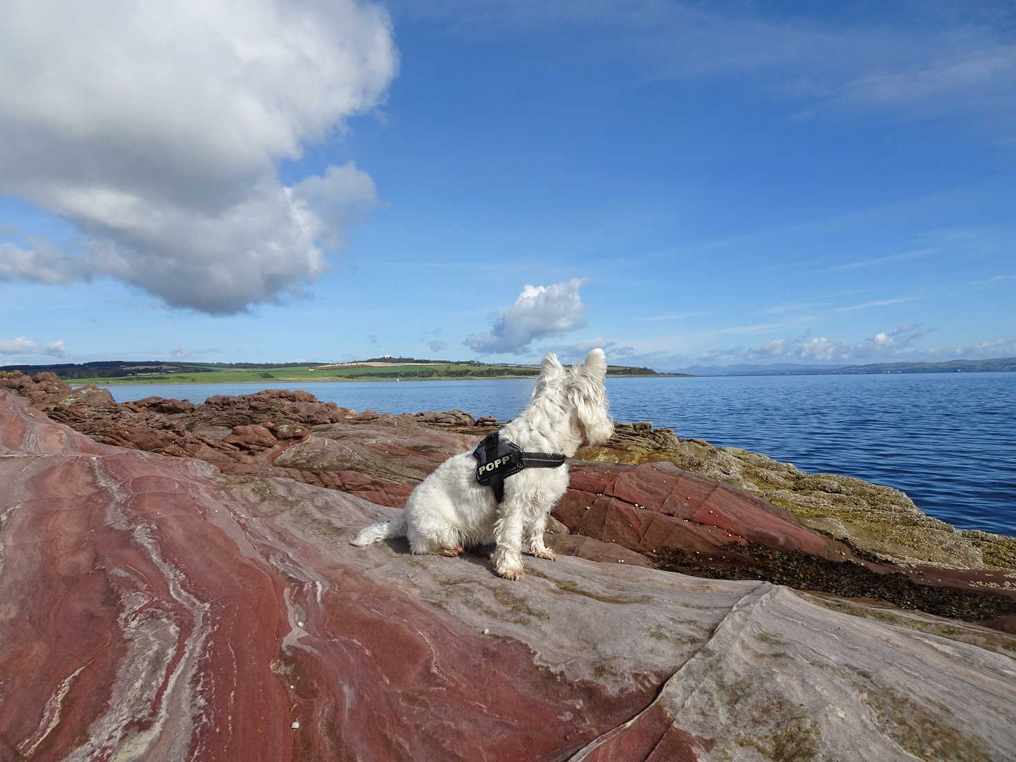 poppy on the bute faultline