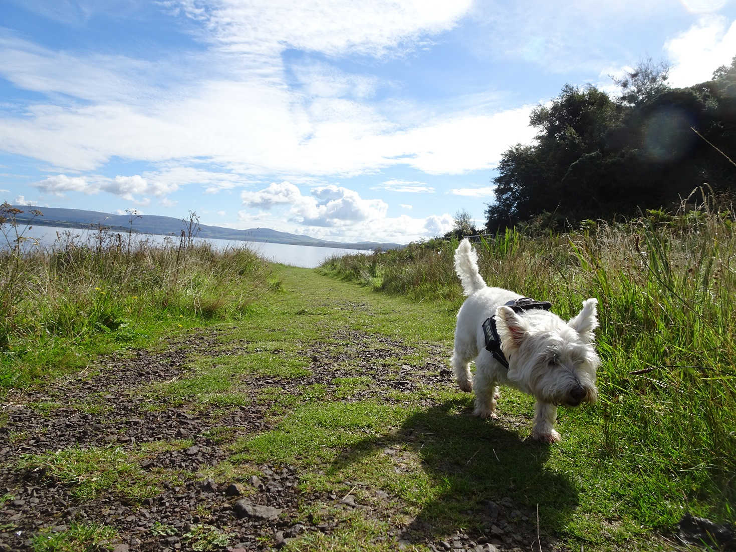 poppy sniffing out frogs on the west island way