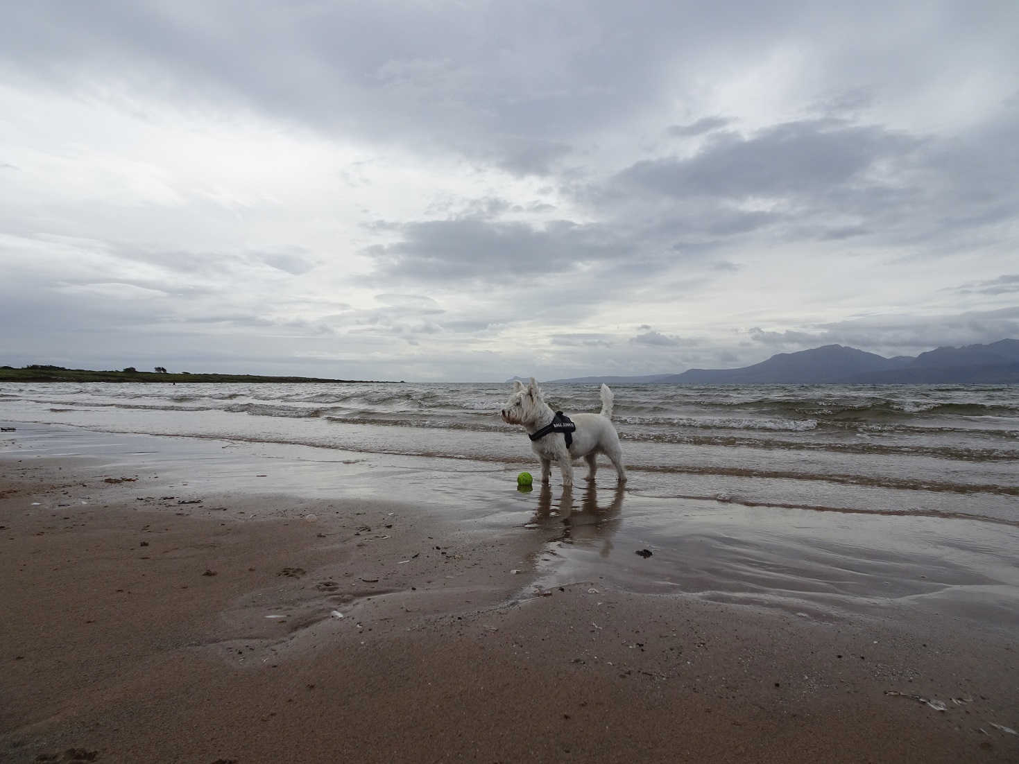 poppy the westie at Scalpsie Bay