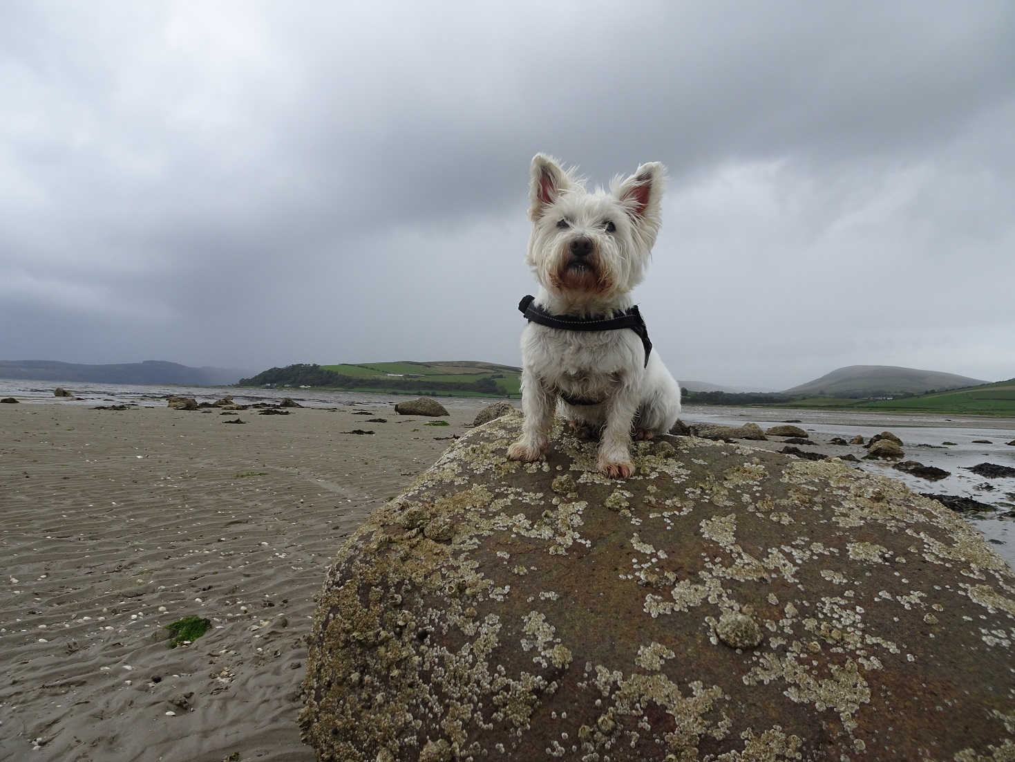 poppy the westie at ettrick bay as rain roles in