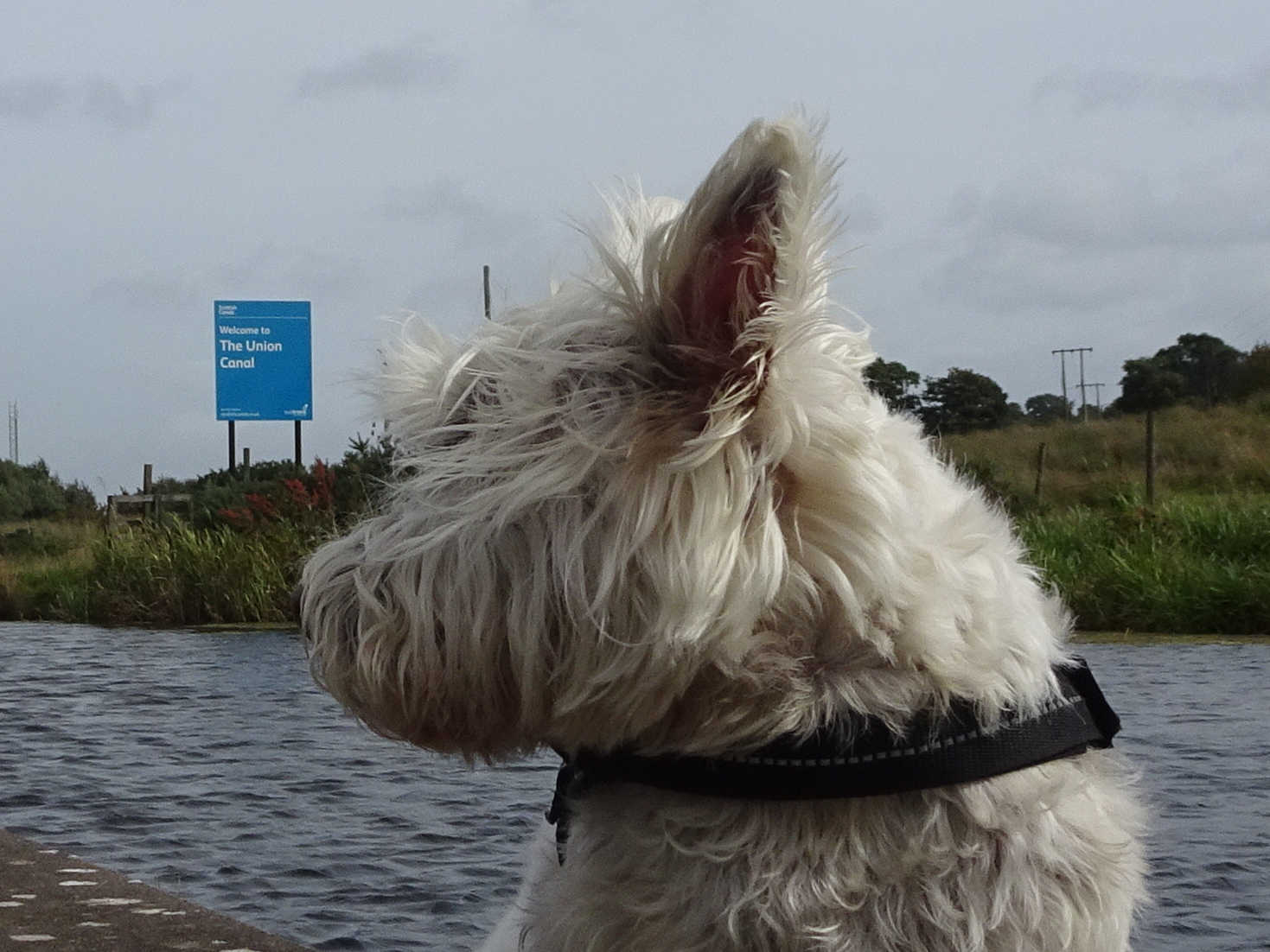 poppy the westie at the union canal