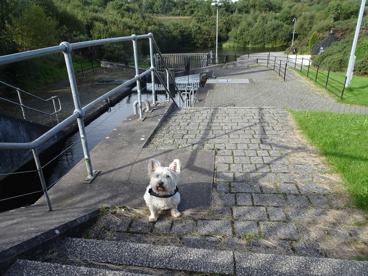 poppy the westie at the union cannal morning