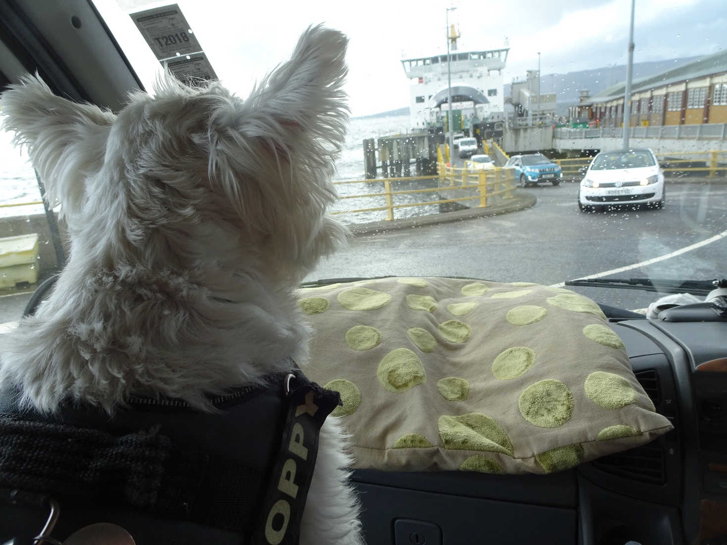 poppy the westie at wemyss bay