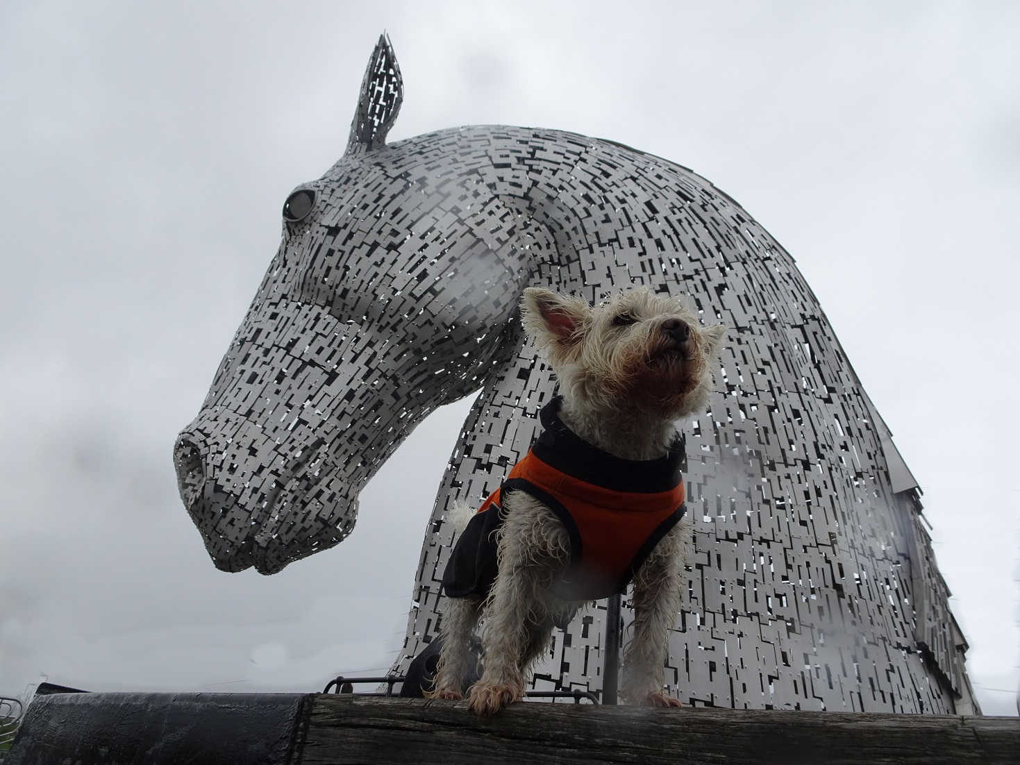 poppy the westie beside the kelpie