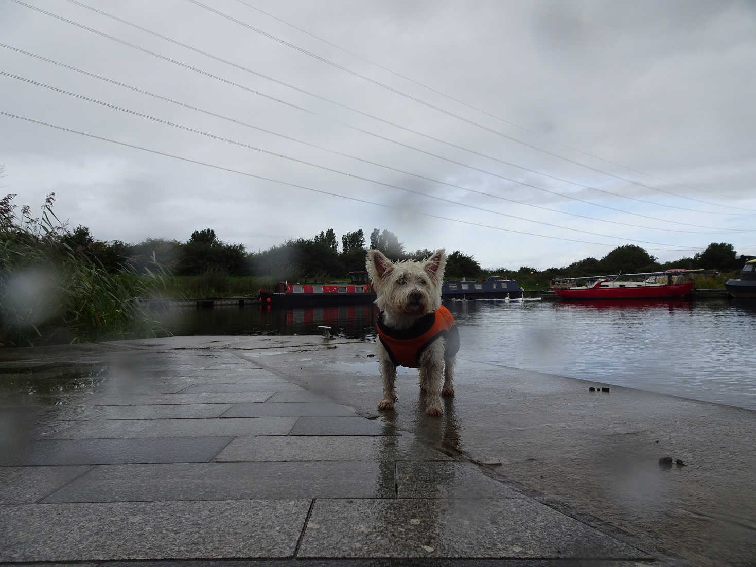 poppy the westie beside the narrow boats