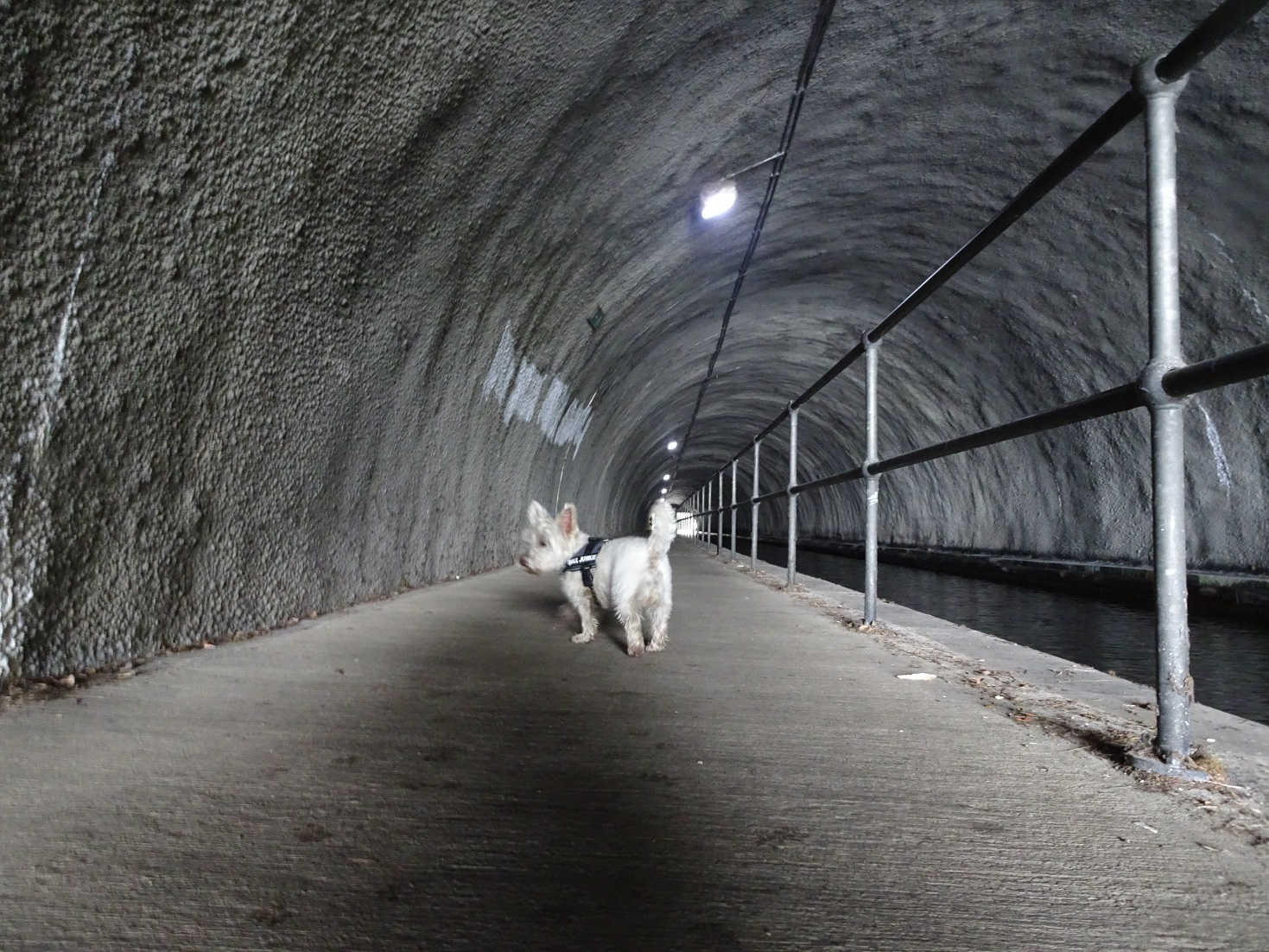 poppy the westie in cannal tunnel