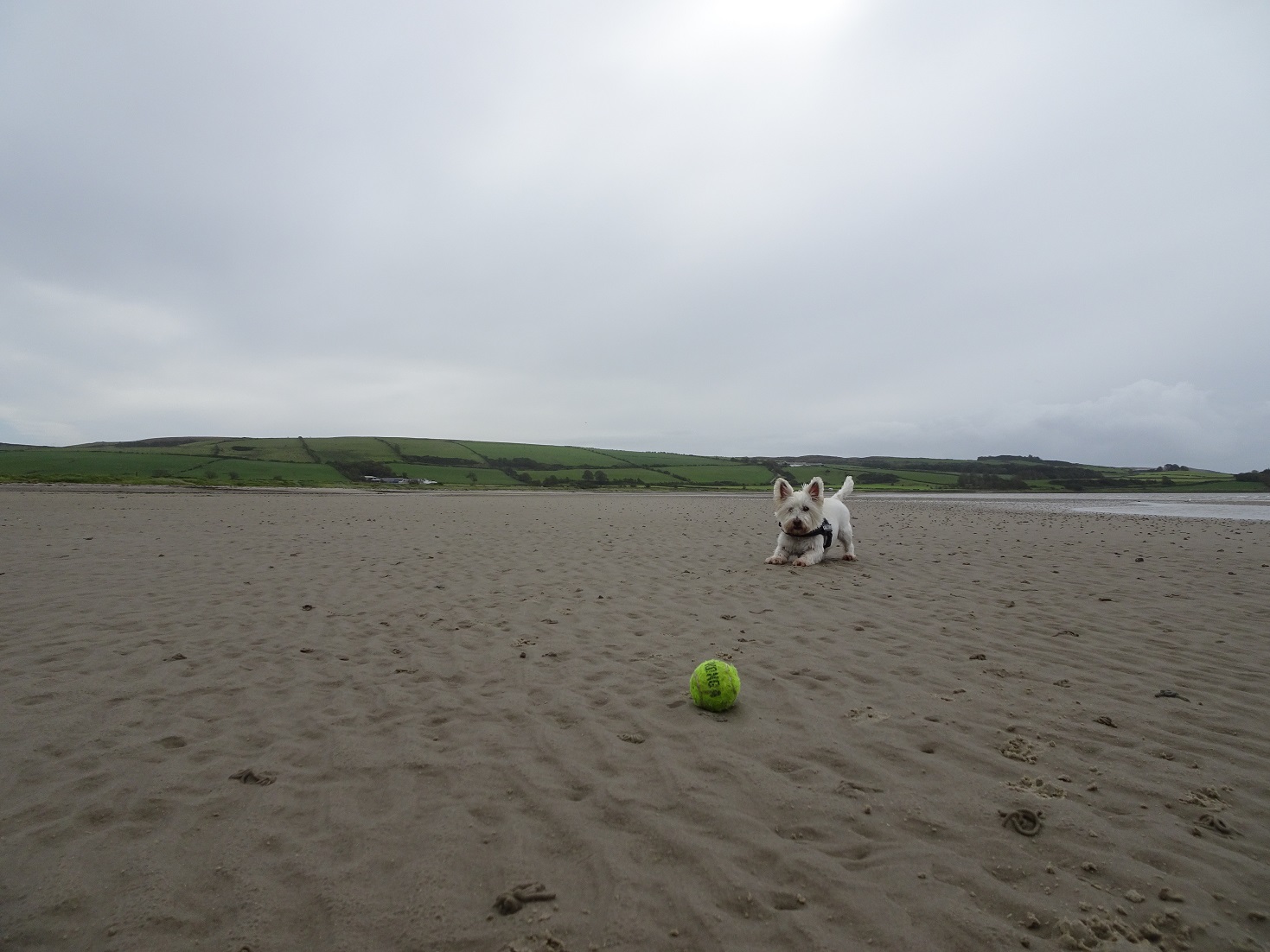 poppy the westie on ettrick bay with ball