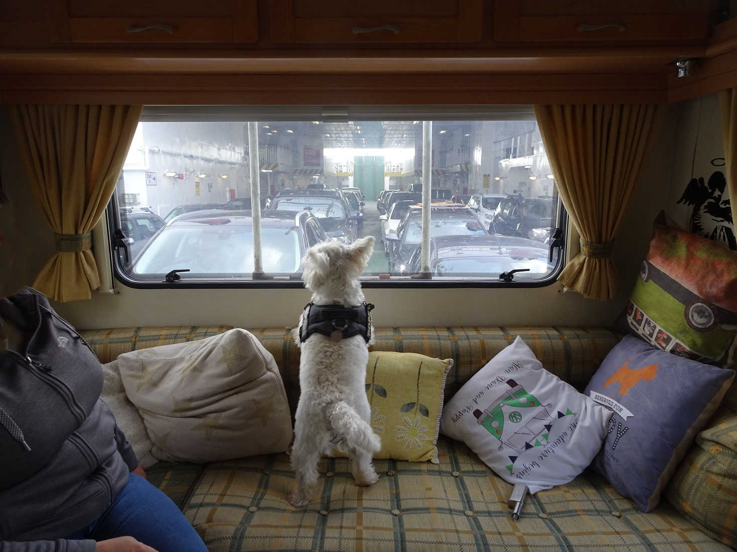 poppy the westie on the bute ferry