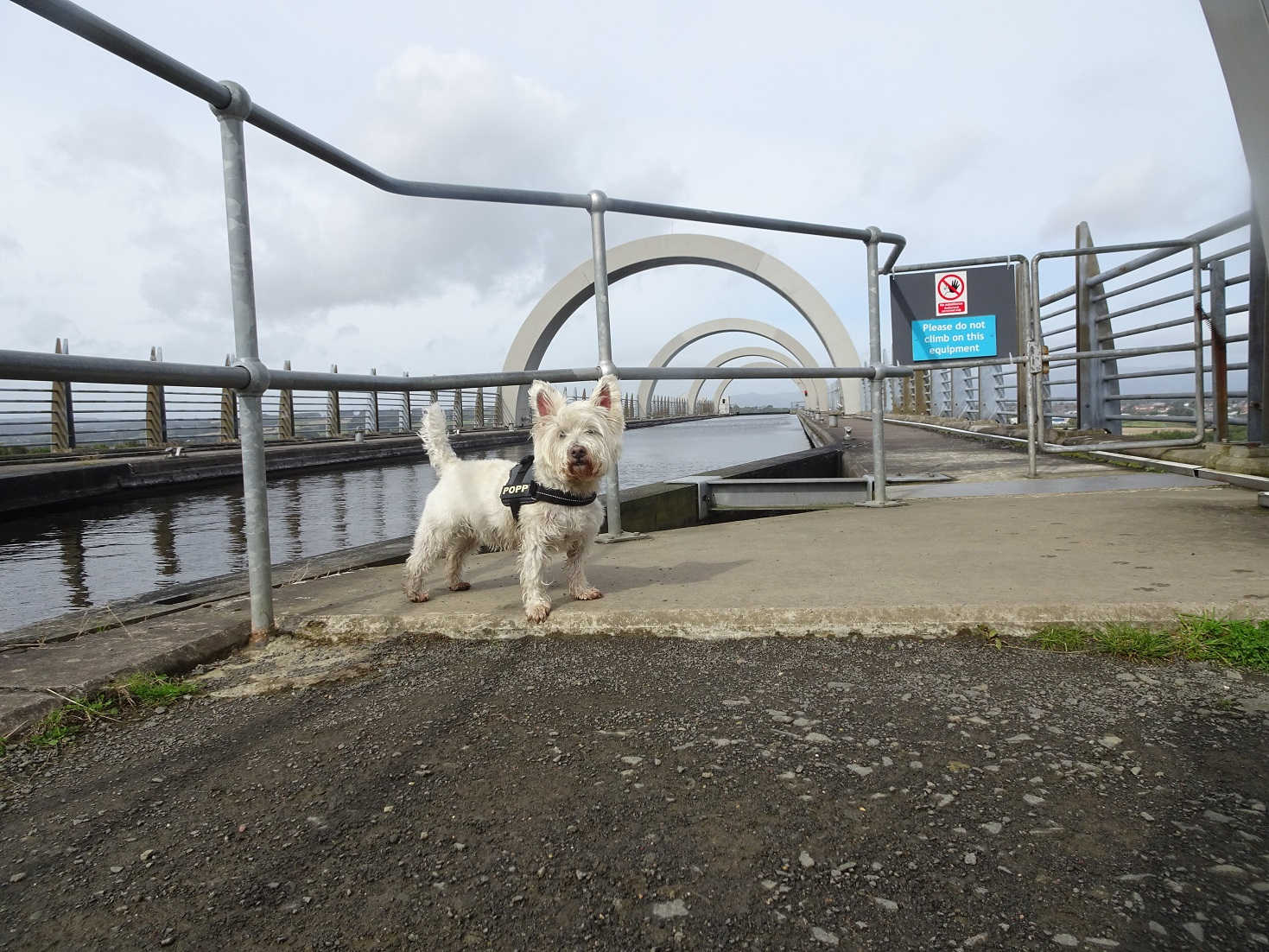 poppy the westie on top of falkirk wheel