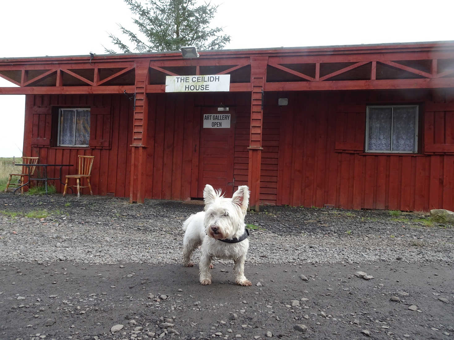 poppy the westie outside the jiggin