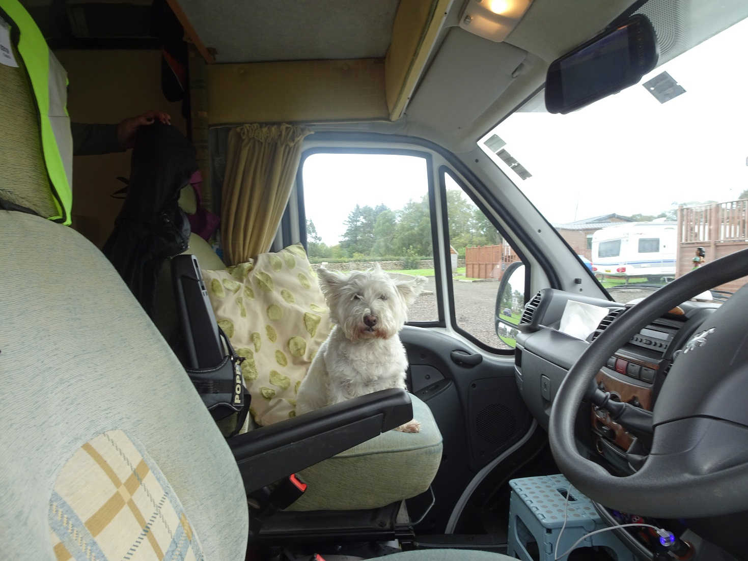 poppy the westie ready to go