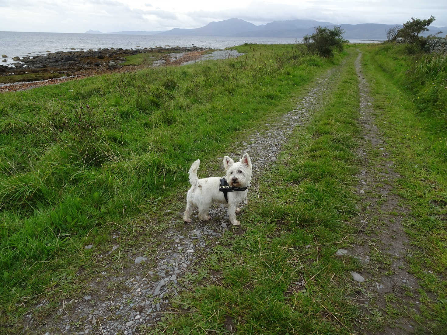 poppy the westie sporting her new perfume