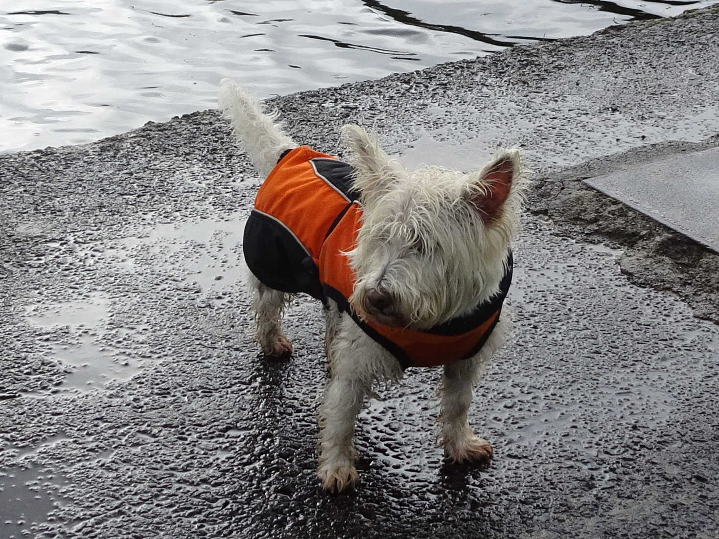 poppy the westie wet at the canal