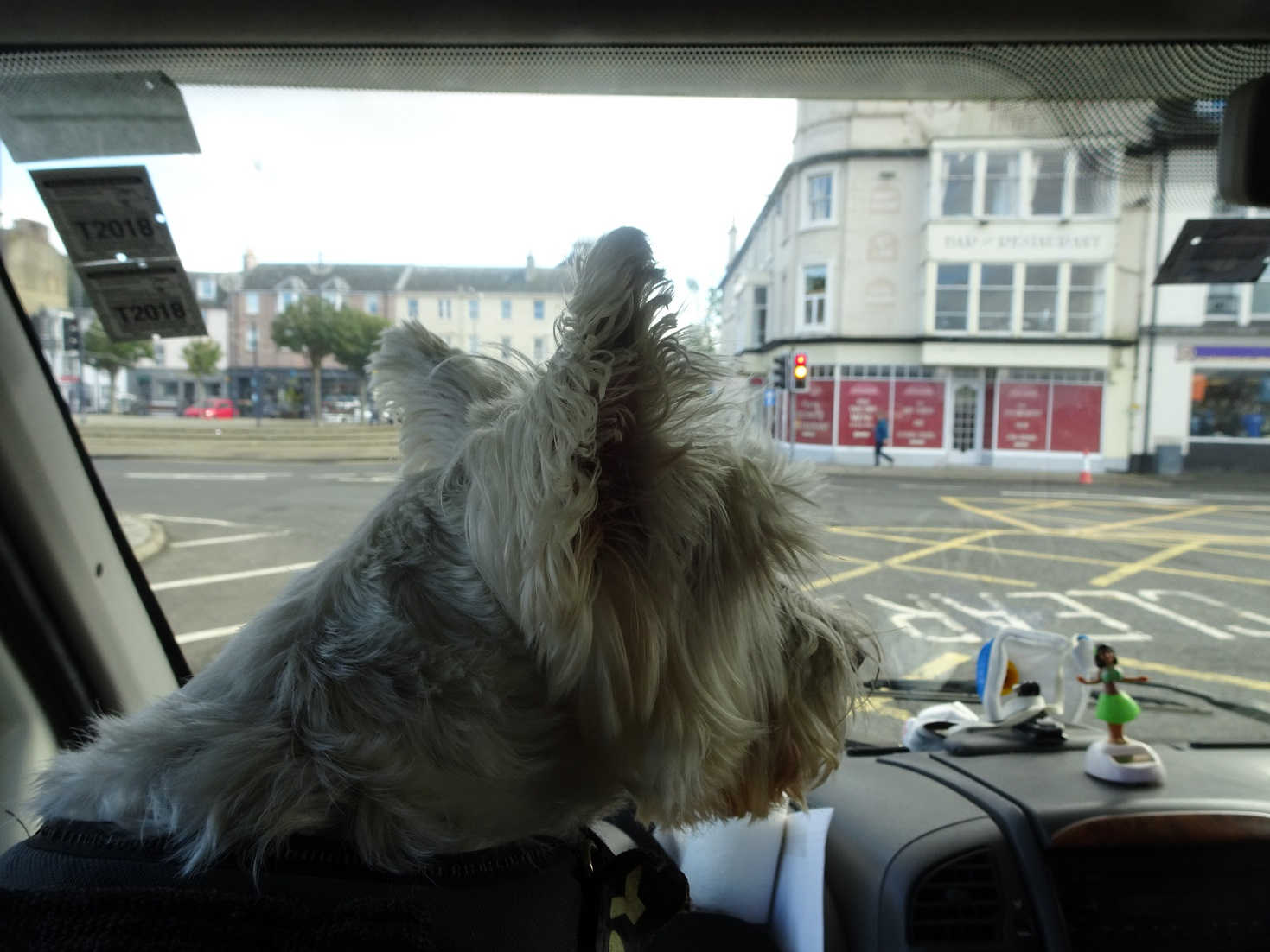 poppy the westies firts sight of bute