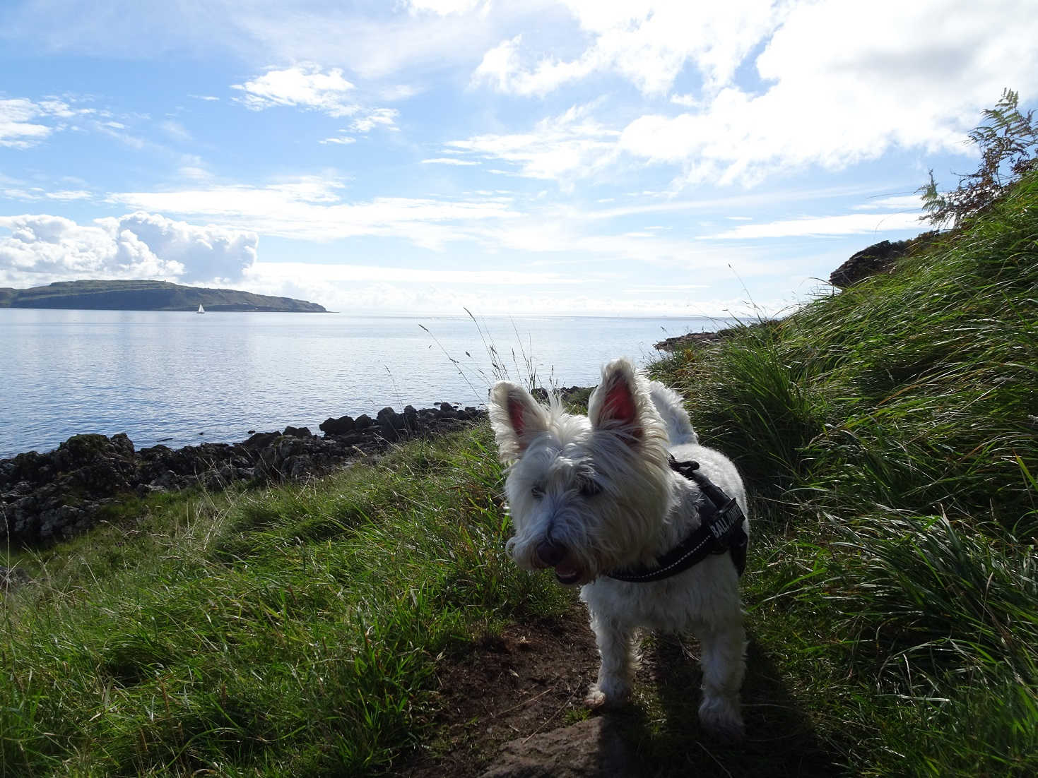 poppy the westy comming back from the caves