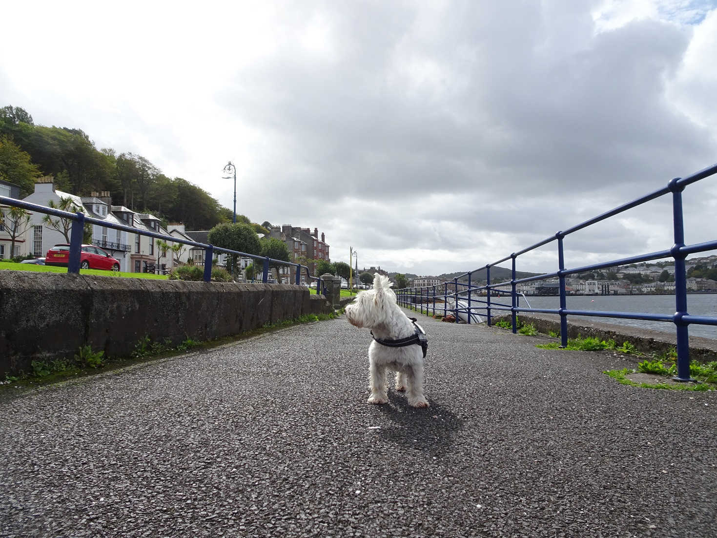 poppysocks at rothesay