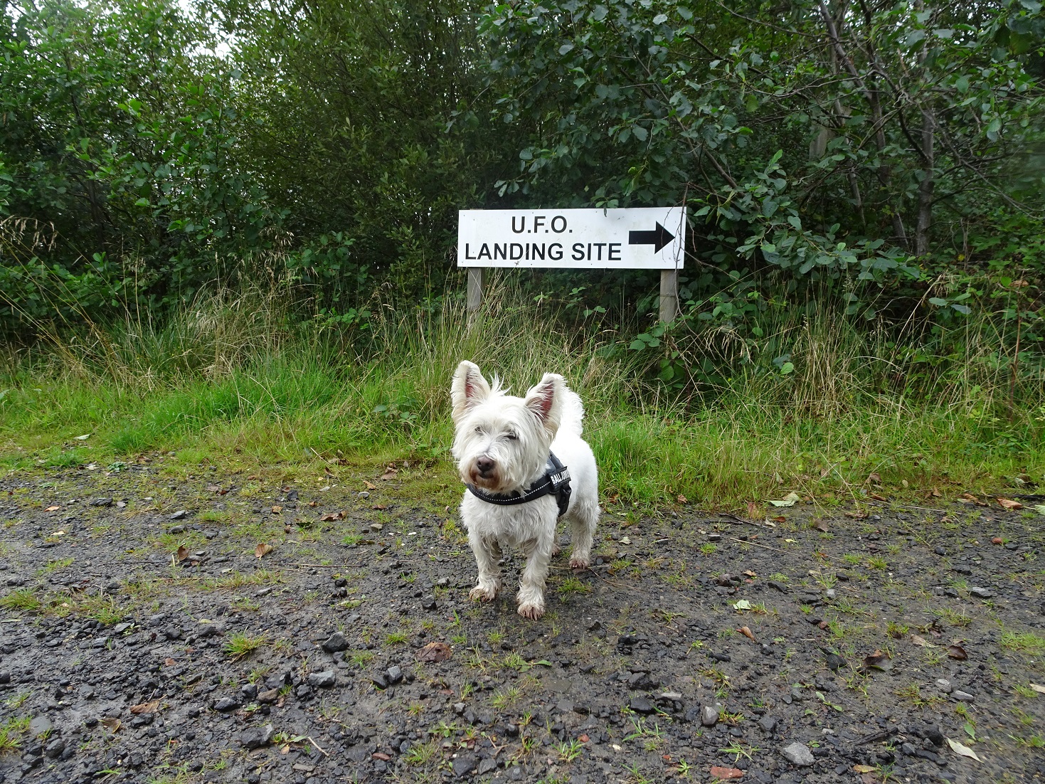 poppysocks ready to hunt UFOs