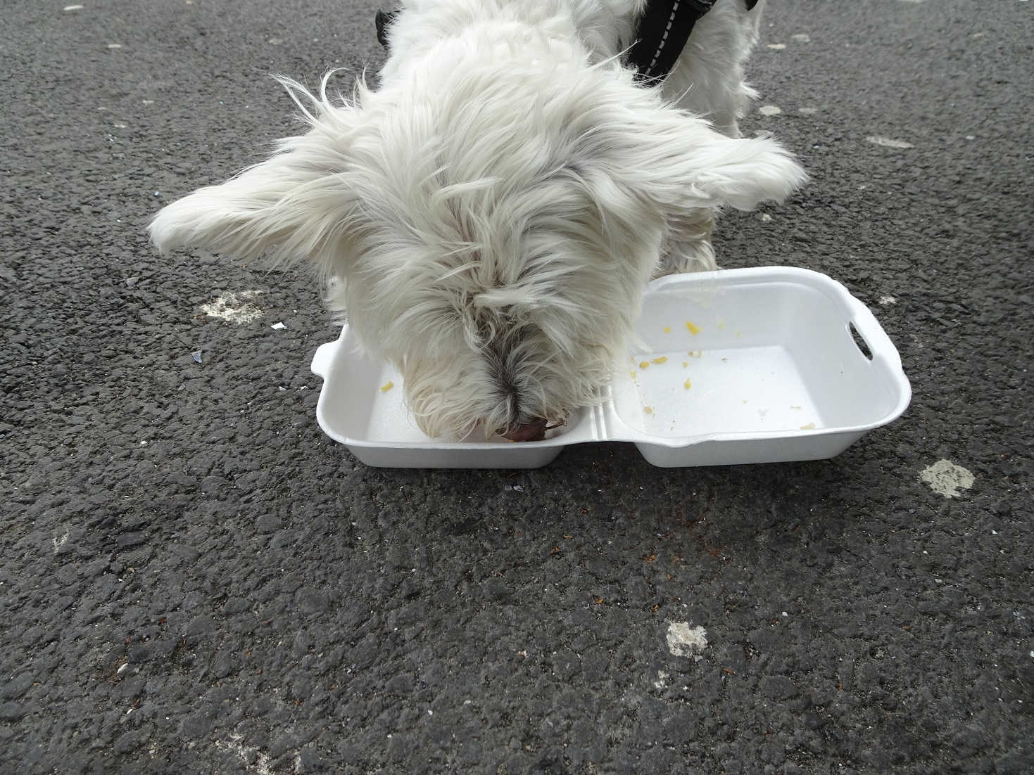 poppythe westie having lunch at rothesay