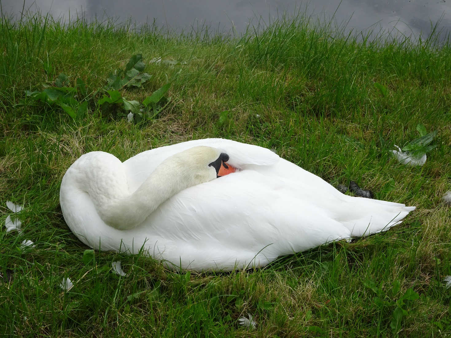 swan on rothesay castle