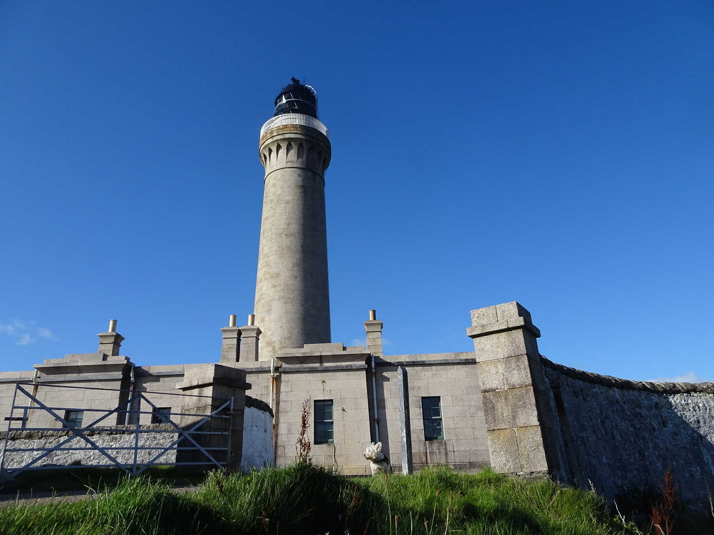 Poppy the westie at Ardnamurchan Lighthouse