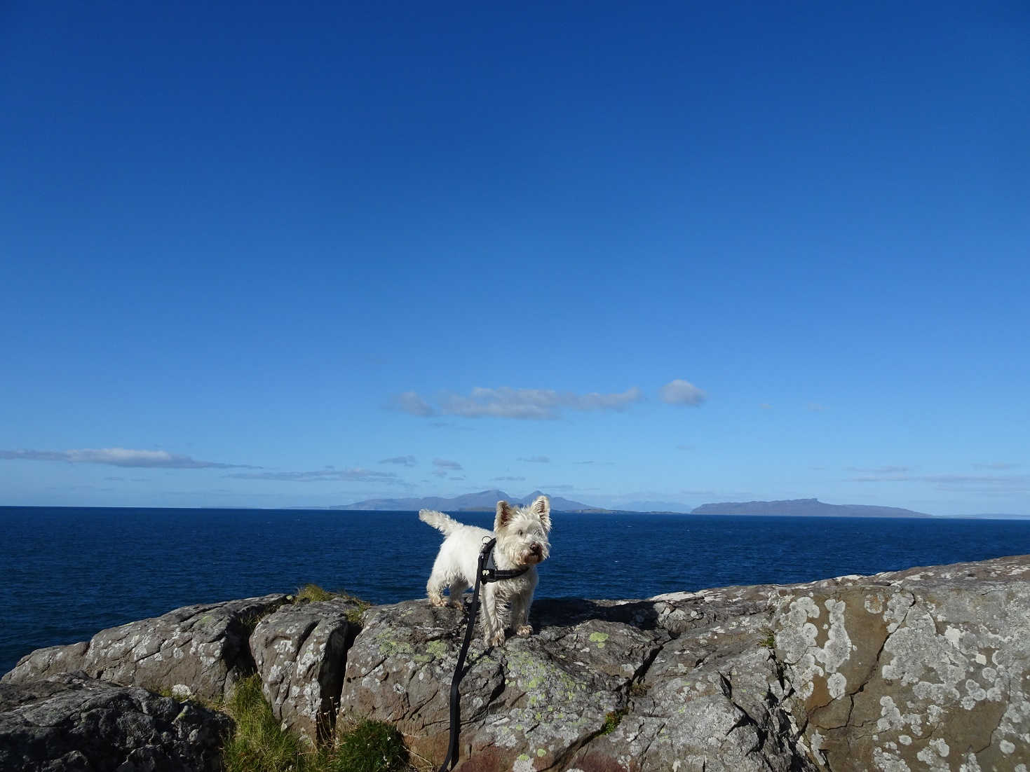 Poppy the westie at Ardnamurchan Point