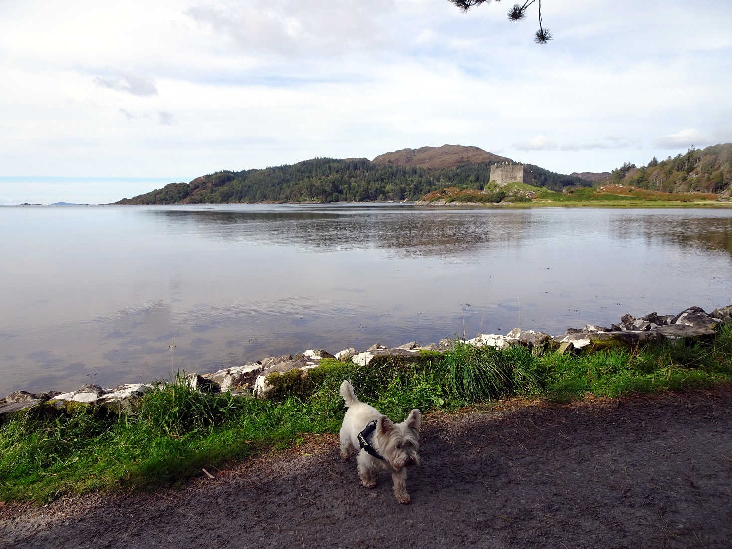 Poppy the westie at Loch Moidart