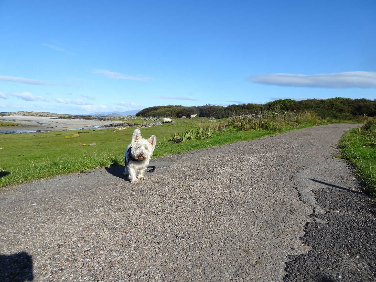 Poppy the westie at Portuairk