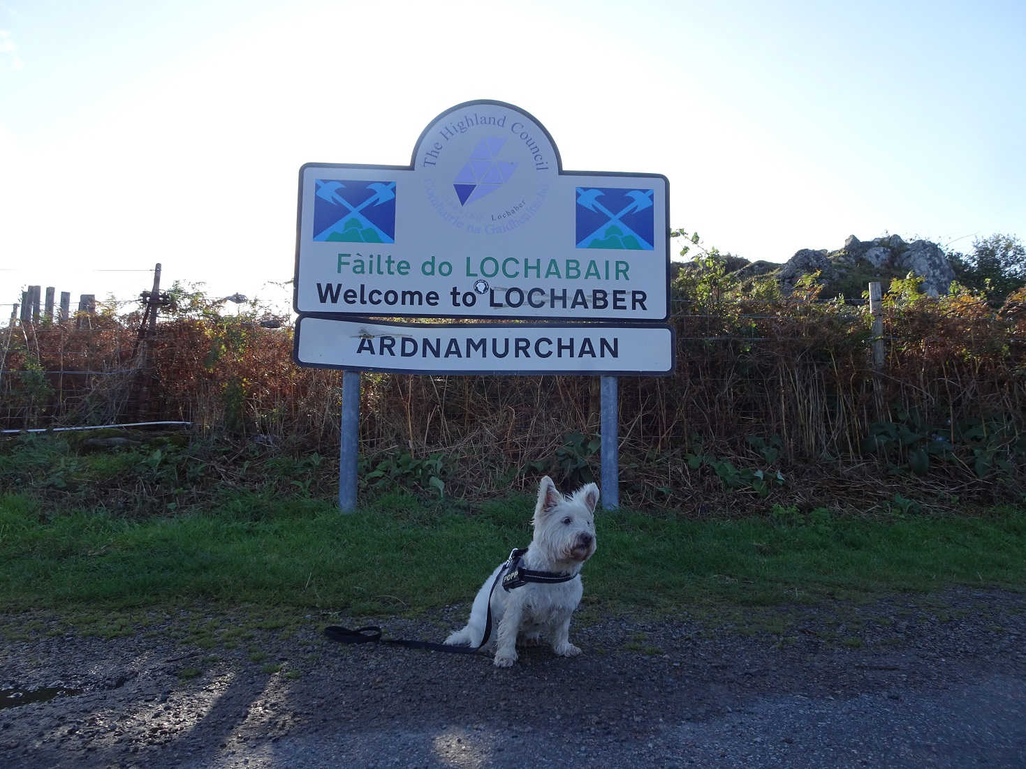 Poppy the westie back at Killchoan