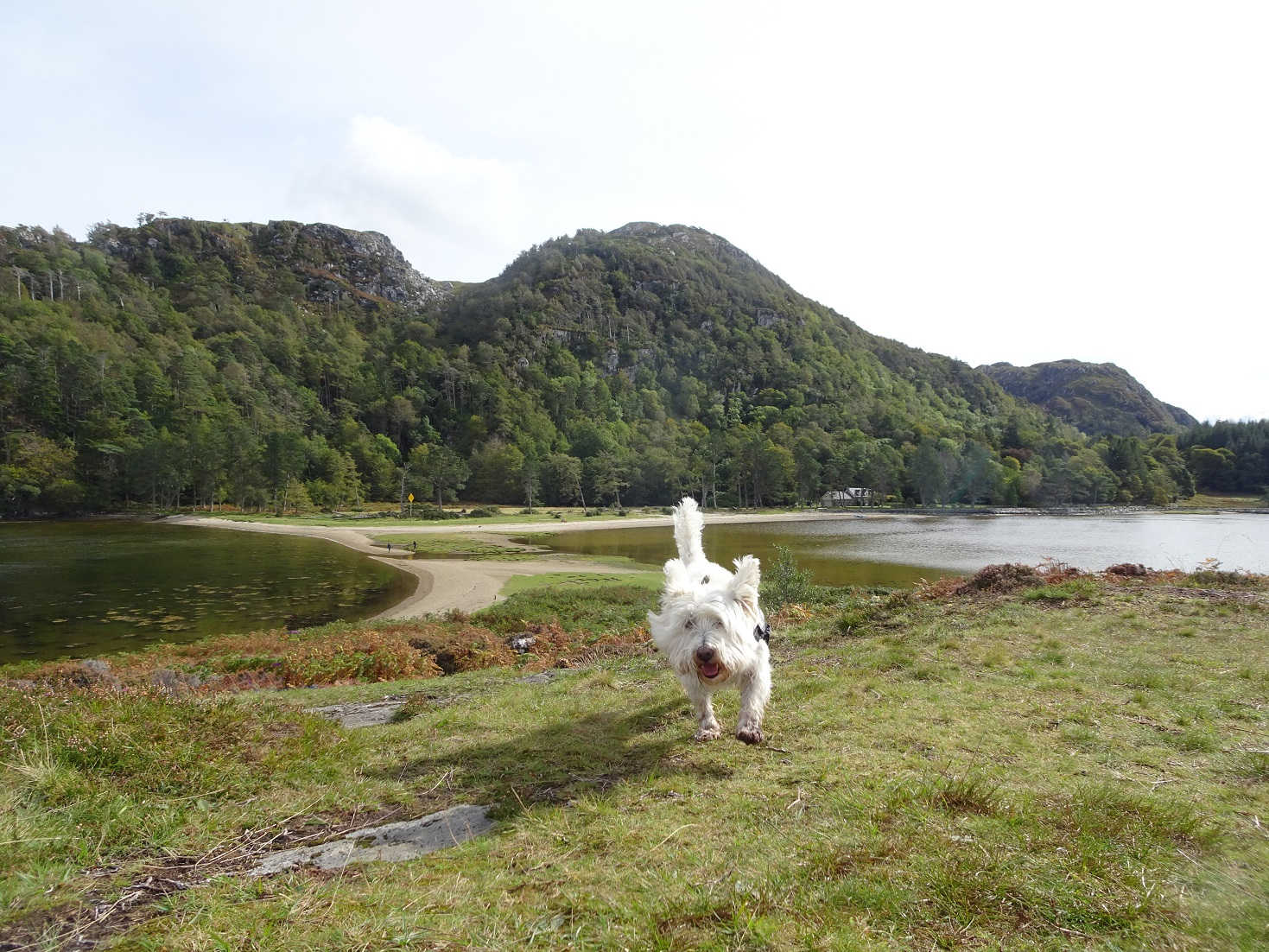 Poppy the westie bags the dry isle