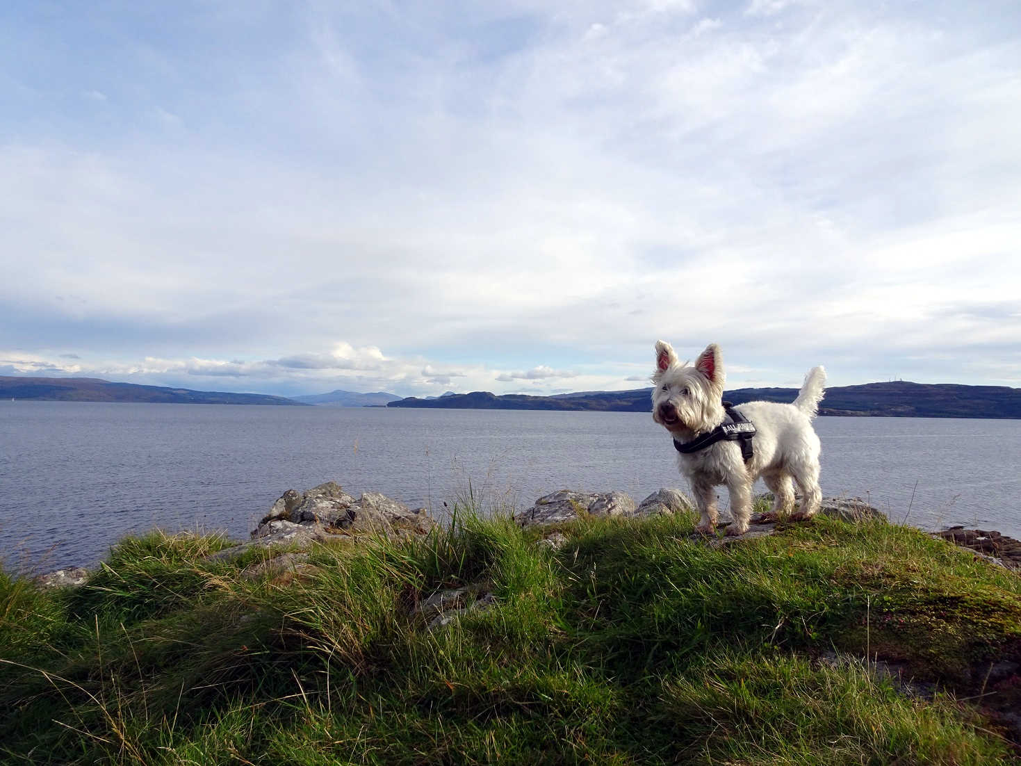 Poppy the westie by the sound of Mull