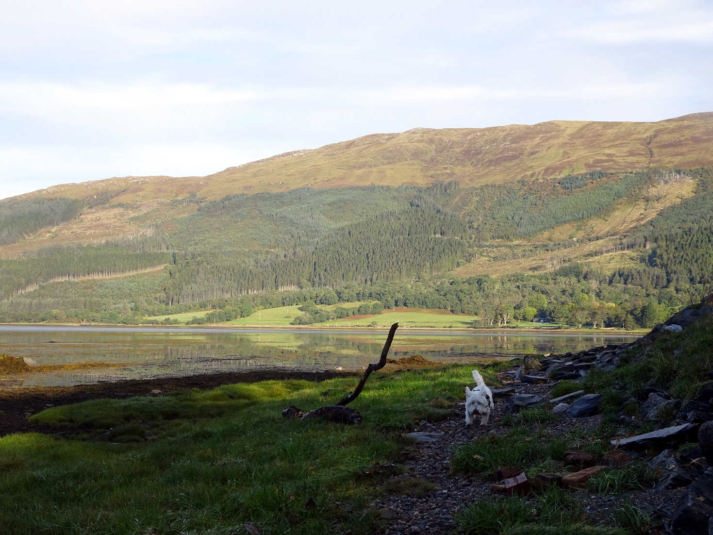 Poppy the westie exploring in glen coe village