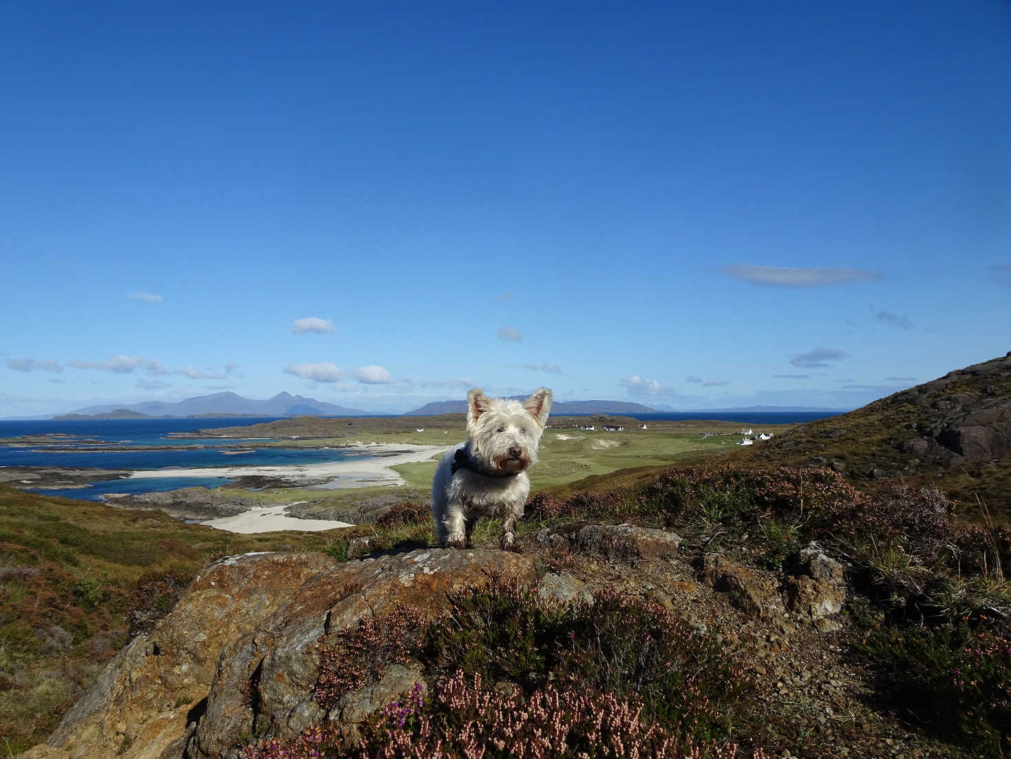 Poppy the westie finds Sanna Beach