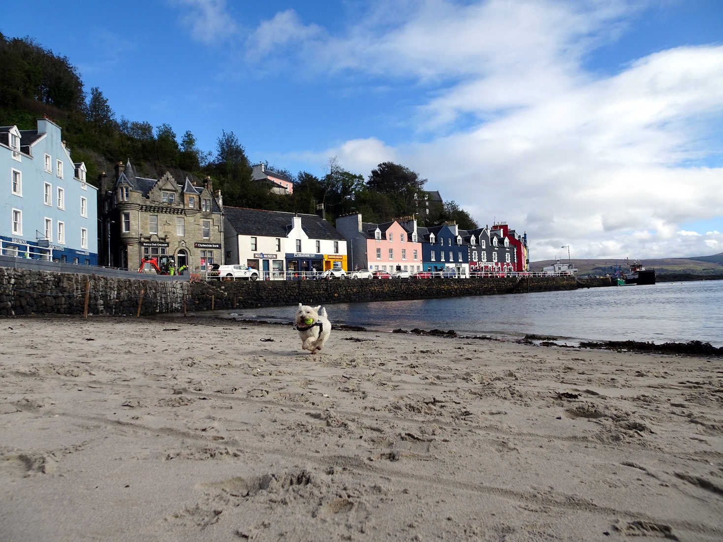 Poppy the westie playing ball on Tobermory Beach