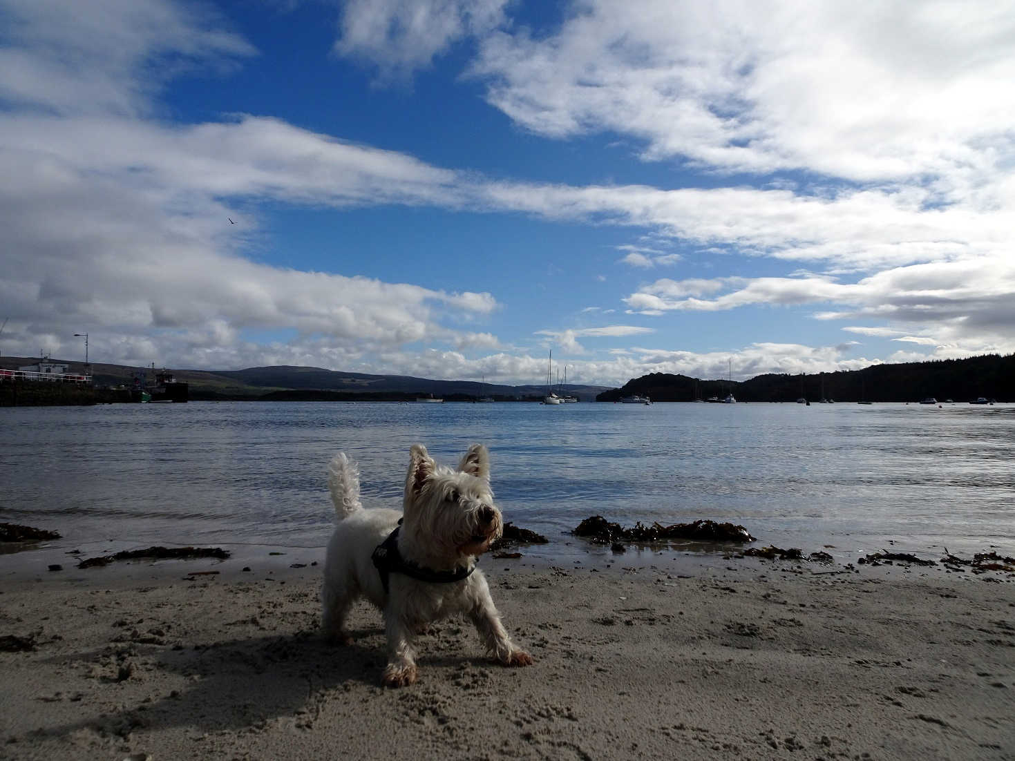 Poppysocks playing ball on Tobermory beach