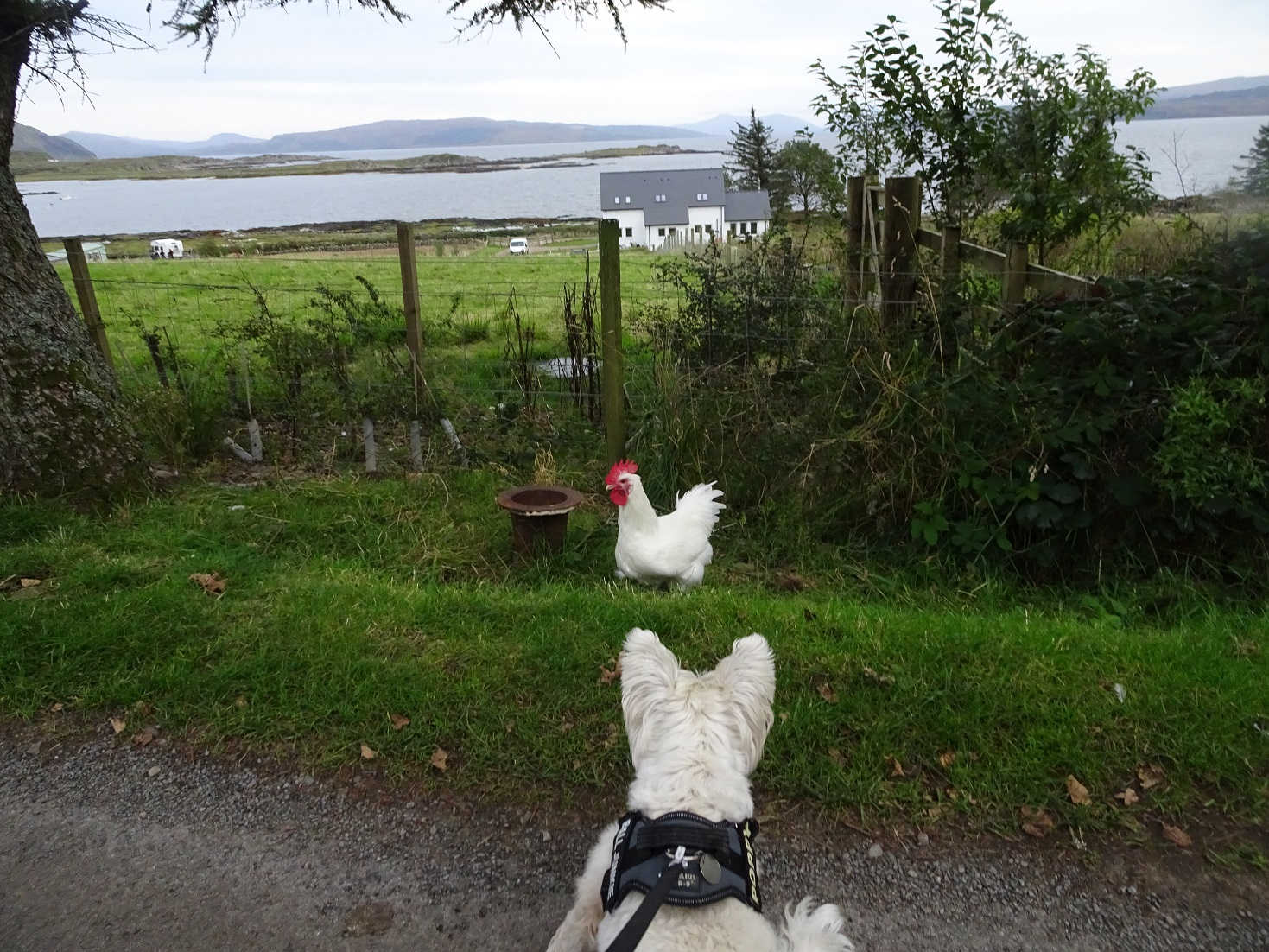 poppy the westie and chicken Kilchoan