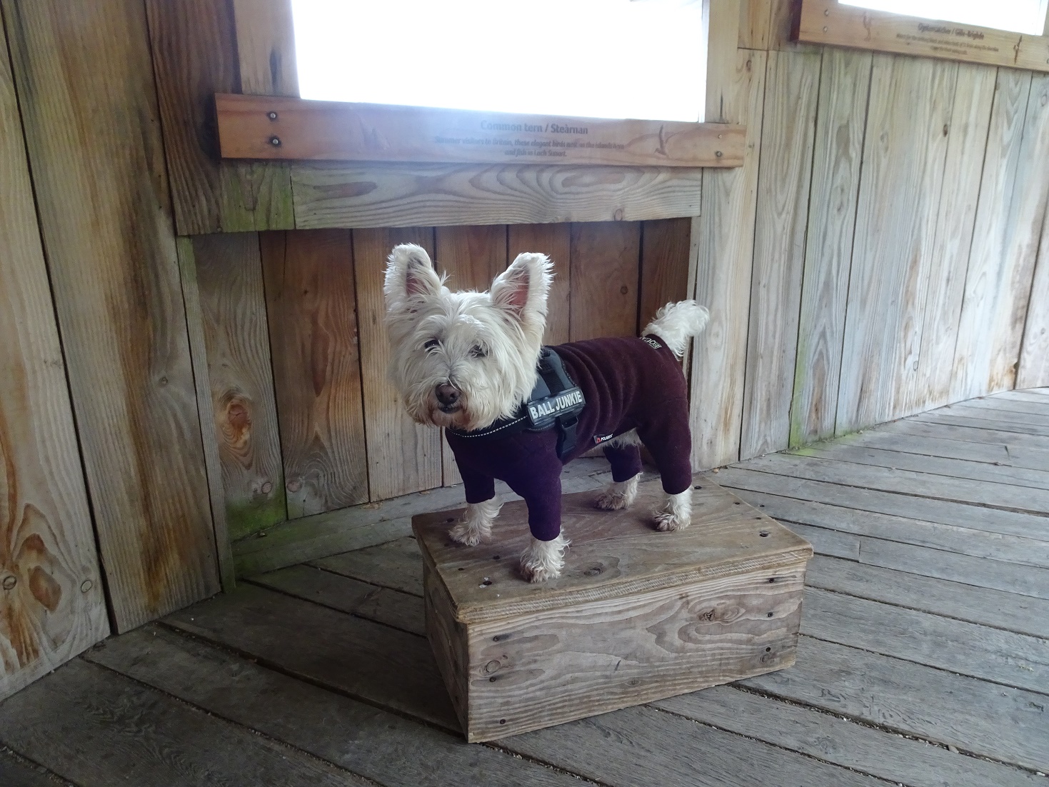 poppy the westie at Garbh Eilean Wildlife Hide