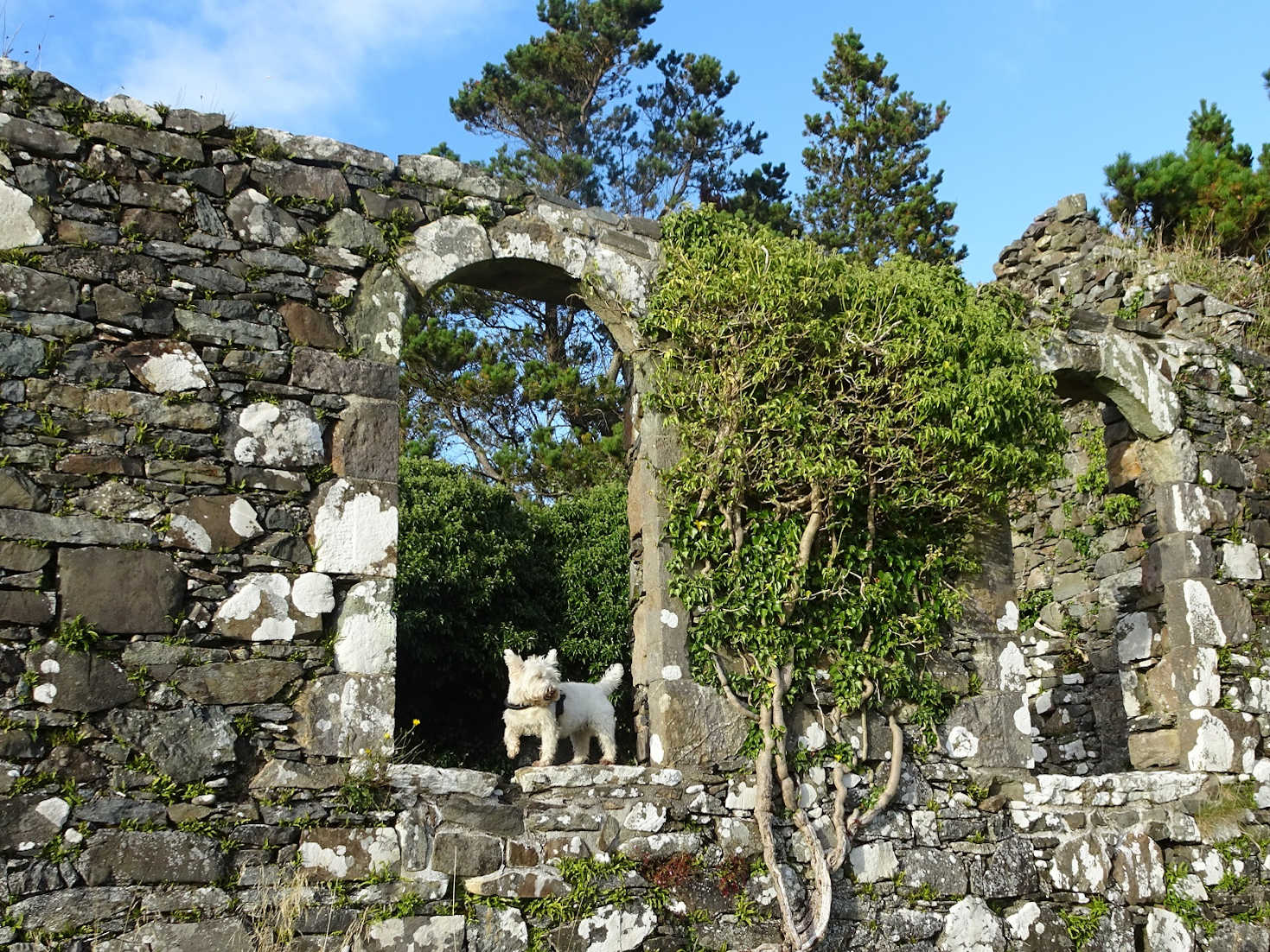 poppy the westie at St Comghan Killchoan